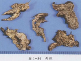 升麻的功效与作用,升麻的副作用及禁忌,中药升麻图片