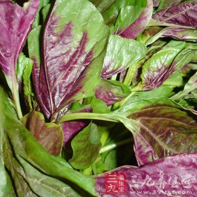 苋菜叶里含有高浓度赖氨酸