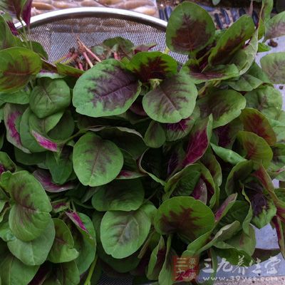 苋菜对平滑肌的作用