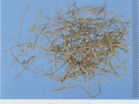 柽柳的功效与作用及禁忌,中药柽柳图片