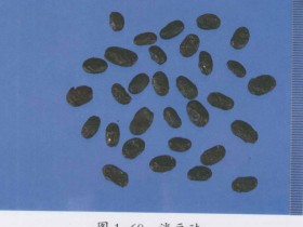 淡豆豉的功效与作用及禁忌,中药淡豆豉图片