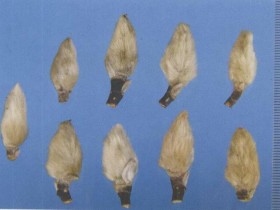 辛夷的功效与作用,辛夷花的图片,辛夷的用法用量