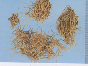 细辛的功效与作用,中药细辛的副作用及禁忌,细辛的用法用量