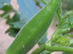 黄秋葵的功效与作用,黄秋葵的做法