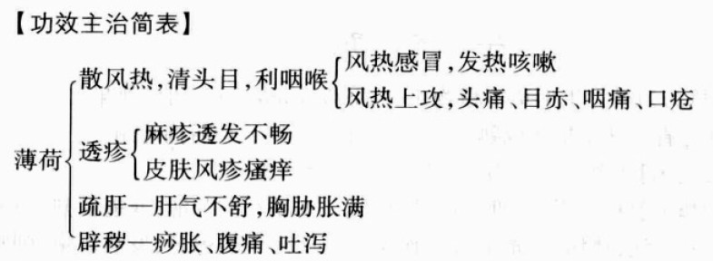 薄荷的功效与作用