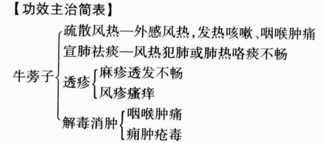 牛蒡子的功效与作用