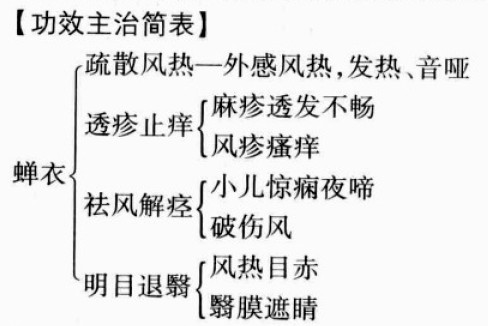 蝉衣的功效与作用