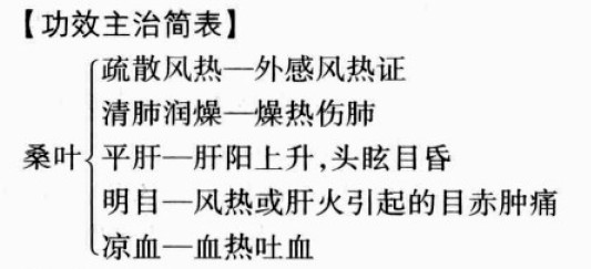 桑叶的功效与作用