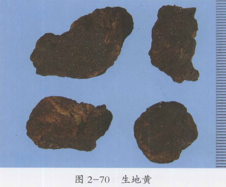 生地黄图片