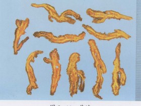 黄连的功效与作用及禁忌