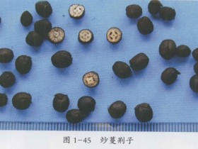 蔓荆子的功效与作用及禁忌,蔓荆子图片,中药蔓荆子的用法