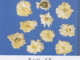 菊花的功效与作用及禁忌,菊花图片,中药菊花的用法