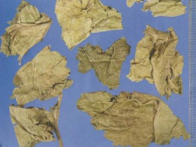 桑叶的功效与作用及禁忌,桑叶图片,中药桑叶的用法