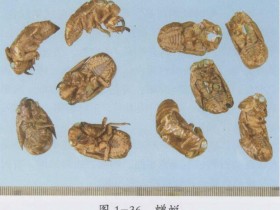 蝉蜕的功效与作用及禁忌,蝉蜕图片,中药蝉蜕的用法