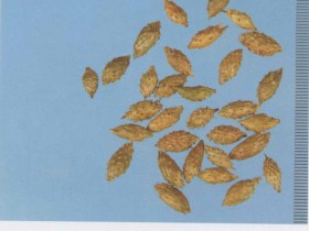 苍耳子的功效与作用及禁忌,苍耳子图片,中药苍耳子的用法