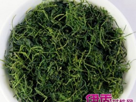 绞股蓝泡水喝的功效,绞股蓝泡水喝的方法与禁忌