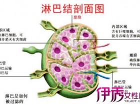哪些疾病最容易引起淋巴结肿大,哪些淋巴结肿大最危险