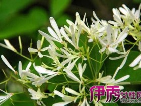 夜来香的养殖方法和注意事项