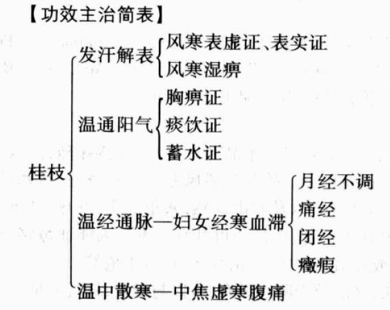 桂枝的功效与作用