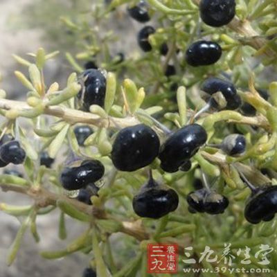 黑枸杞子具有促进造血细胞增殖的作用