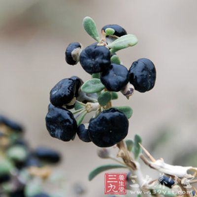 海马黑枸杞酒具有滋补肾阳的功效