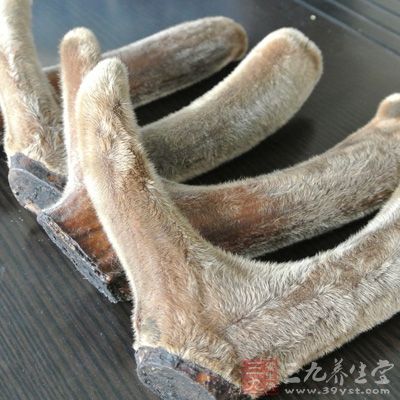 人参鹿茸酒中需要使用10克的鹿茸