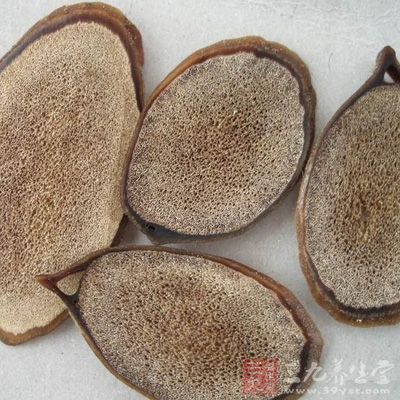 鹿茸，补精填髓之功效甚伟