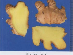生姜的功效与作用及禁忌,生姜的图片,生姜的保存方法