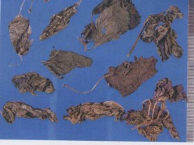 紫苏的功效与作用及禁忌,紫苏叶图片,中药紫苏的用法