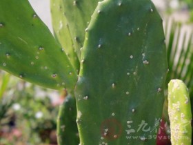 仙人掌的功效与作用,仙人掌的食用方法