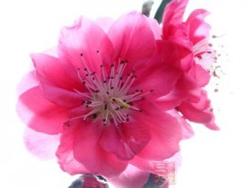 桃花的功效与作用及食用方法,桃花的副作用与禁忌