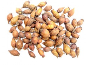 金樱子的功效与作用及食用方法,金樱子图片