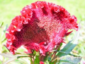 鸡冠花的功效与作用,鸡冠花图片