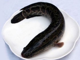 黑鱼的功效与作用,黑鱼的营养价值