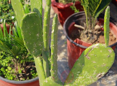 仙人掌具有良好的抗氧化作用，消除自由基延缓衰老