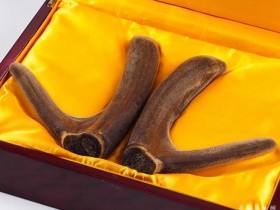 鹿茸的功效与作用及禁忌