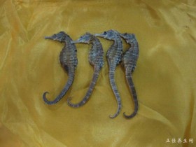 海马的功效与作用及禁忌