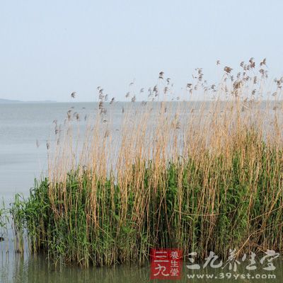 治疗干燥综合征口眼干燥，在复方中加入芦根，有助于唾液分泌