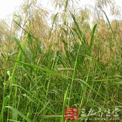 治肺痈吐血：鲜芦根1000g，炖猪心肺服