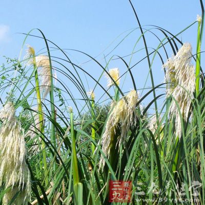 抑制蛙神经肌肉标本的电刺激所引起的收缩反应及大鼠膈肌的氧摄取和无氧糖酵解