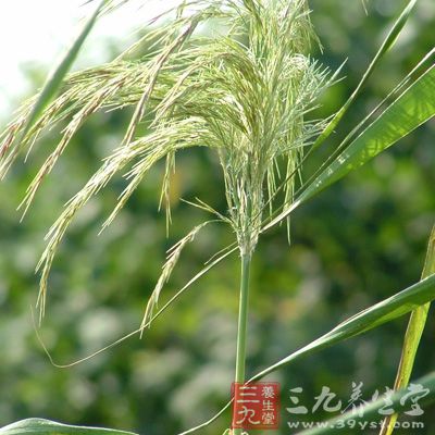本品为单子叶植物禾本科芦苇的新鲜或干燥根茎