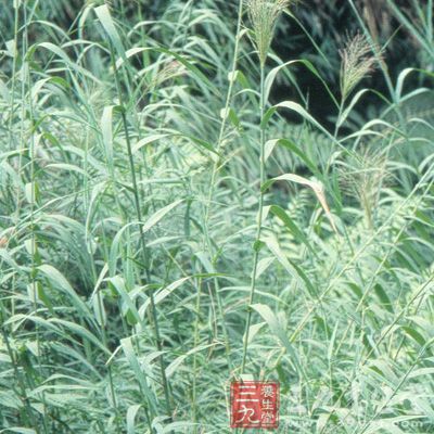 治肺痈咳嗽吐腥臭脓痰