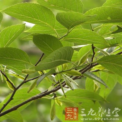 杜仲醇提取物、水提取物均有明显的降压作用