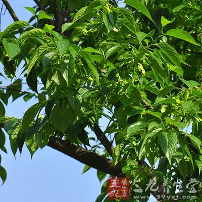 杜仲胶的成分羽扇醇对瓦克癌瘤-256有抑制作用