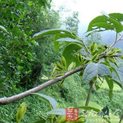 杜仲雄花中富含的多糖类活性物质，可增强机体免疫力