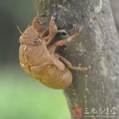 蝉蜕各部分对中枢神经系统均有广泛抑制效能