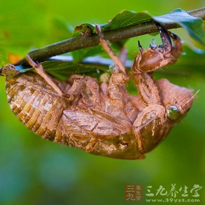 用蝉蜕炒为末，蜜水调服一钱