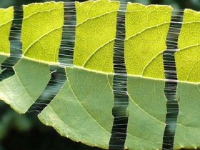 杜仲的功效与作用及食用方法,杜仲的副作用与禁忌