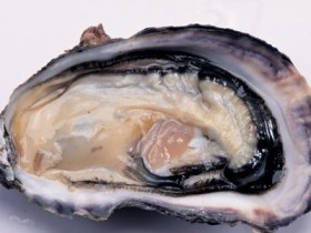 牡蛎的功效与作用,中药牡蛎的副作用与禁忌,牡蛎图片大全