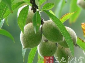 五指毛桃的功效与作用及食用方法